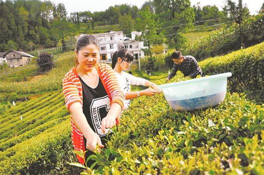 村民正在采摘“秋梢”