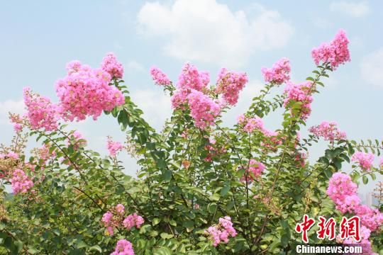 美麗的紫薇花。