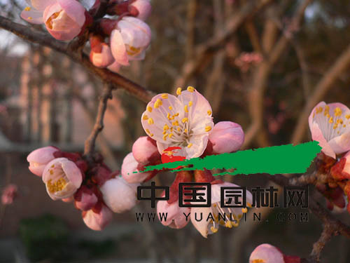 山杏作為北方的鄉(xiāng)土樹種 應(yīng)該在園林綠化中占有一席之地