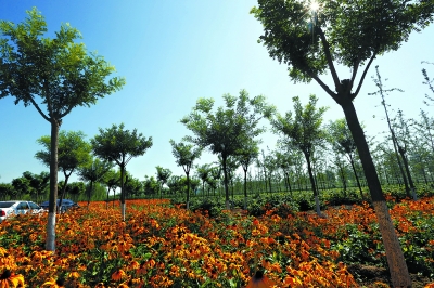 改造后的西集鎮(zhèn)樹林