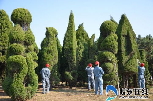 煙臺：打造文明宜居環境 500多個植物造型獨具美感