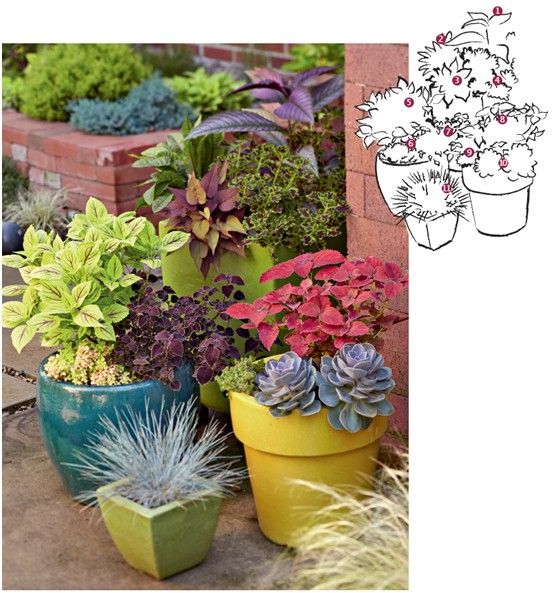 陽臺花園&入戶花園 用觀葉植物打造室內景觀