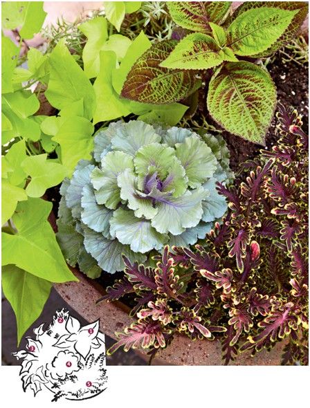 陽臺花園&入戶花園 用觀葉植物打造室內景觀