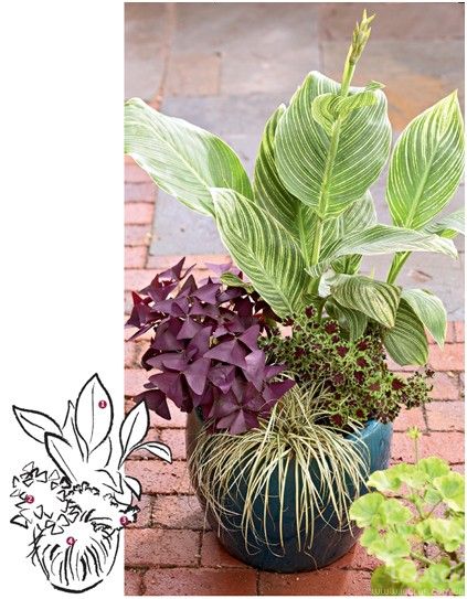 陽臺花園&入戶花園 用觀葉植物打造室內景觀