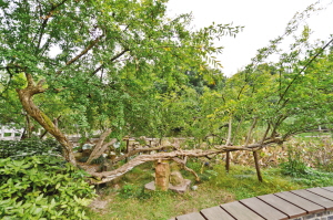 鄭和公園紫藤今年600歲有望成為國家一級古樹名木