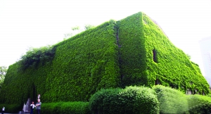 南京明城墻“清綠”不再一刀切 保留三類植物