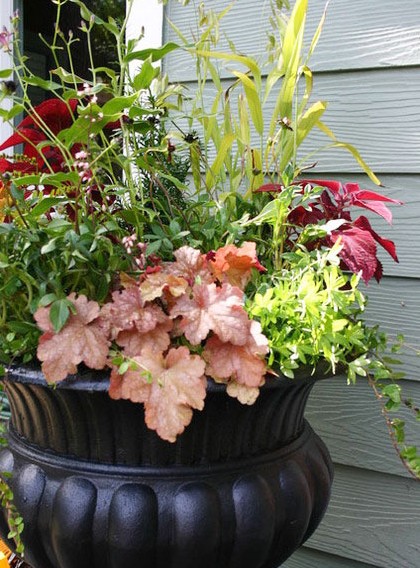 秋高氣爽 9種綠色植物給花園添一抹秋色