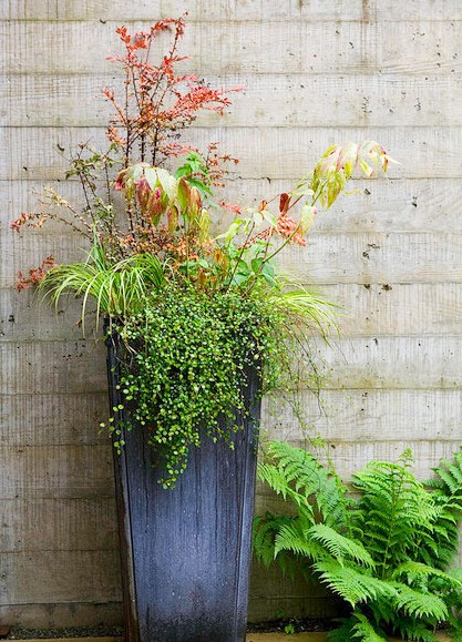 秋高氣爽 9種綠色植物給花園添一抹秋色