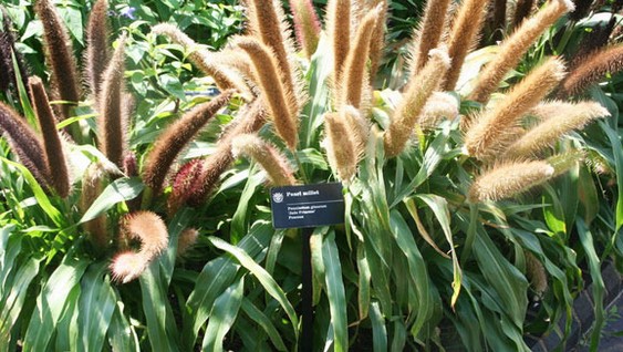 秋高氣爽 9種綠色植物給花園添一抹秋色