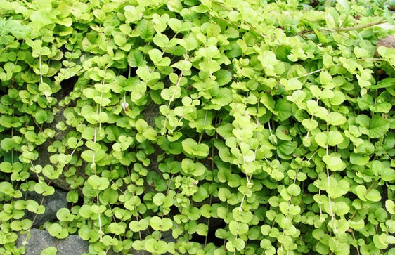 秋高氣爽 9種綠色植物給花園添一抹秋色