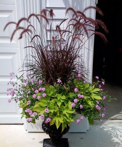 秋高氣爽 9種綠色植物給花園添一抹秋色