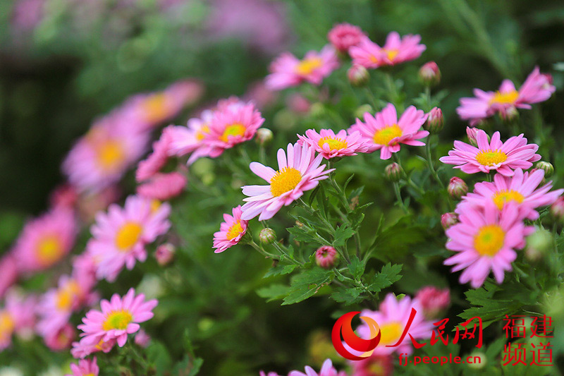 西湖公園菊展創歷屆規模之最 首次亮相大型造型藝菊