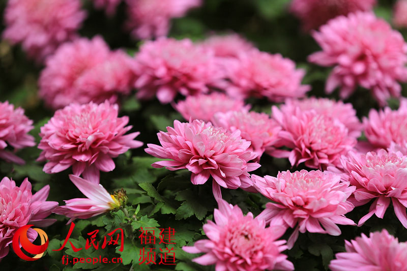 西湖公園菊展創(chuàng)歷屆規(guī)模之最 首次亮相大型造型藝菊