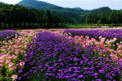 噠啦仙谷薰衣草花卉入選中國美麗田園農(nóng)事景觀