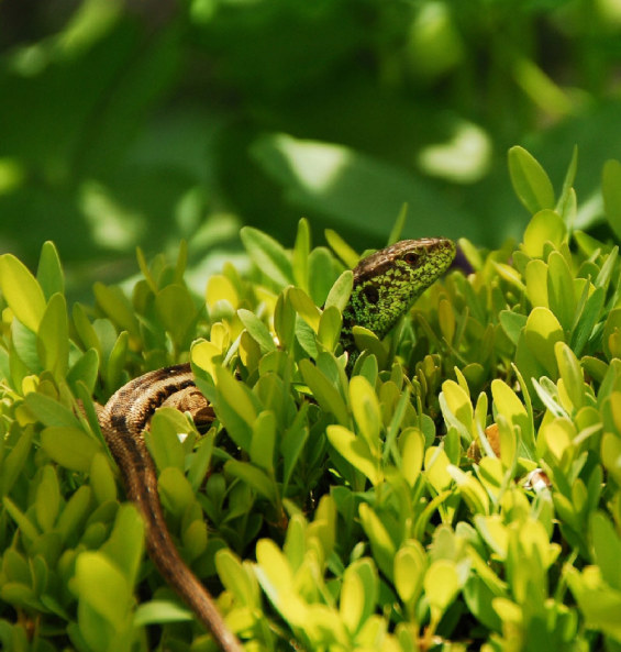 雪花蓮別墅花園