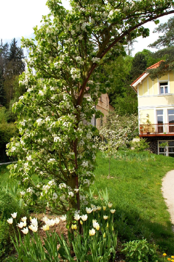 雪花蓮別墅花園