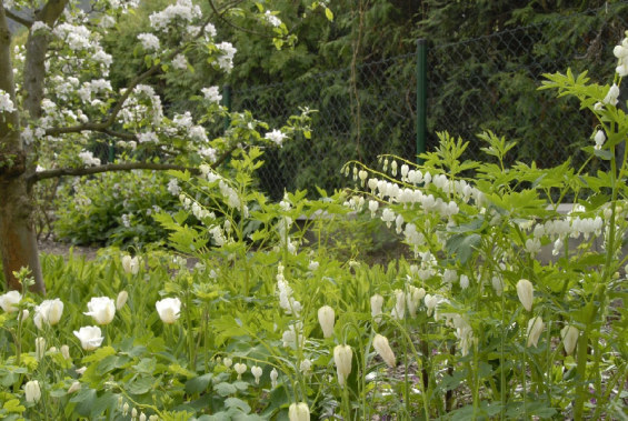 雪花蓮別墅花園