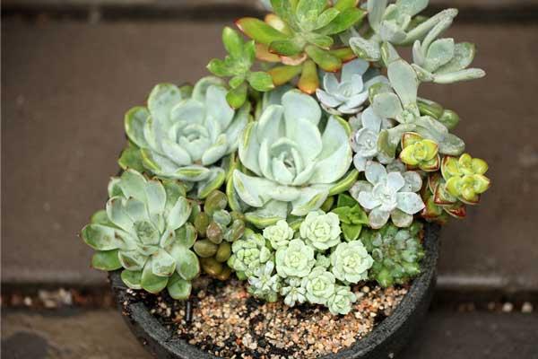 多肉植物冬季養(yǎng)護(hù)管理方法