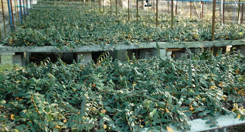 華南植物園“中科從都2號鐵皮石斛”通過新品種鑒定