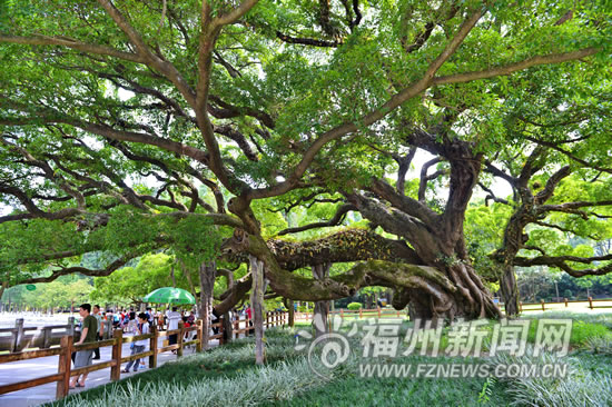 福州編制“榕蔭規(guī)劃”