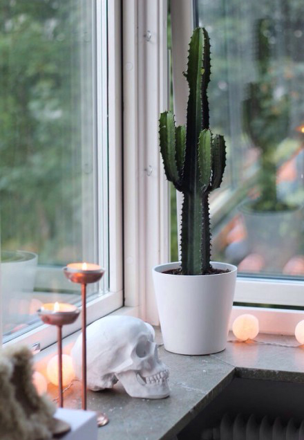 今冬室內裝飾 必須給房間加點觀葉綠色植物！