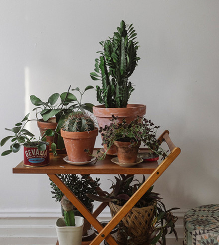 今年冬天的室內裝飾 必須給房間加點觀葉綠色植物！