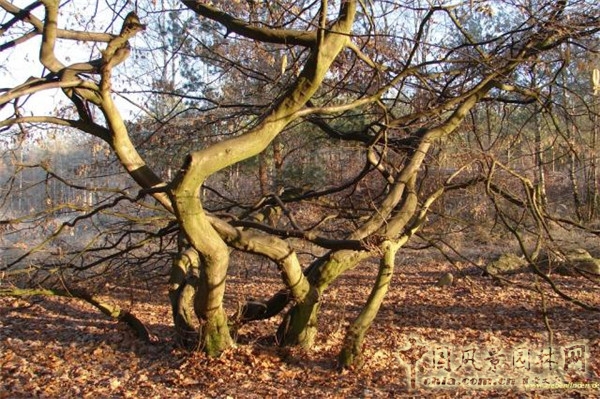 低碳生活——德國Sieben Linden生態(tài)村