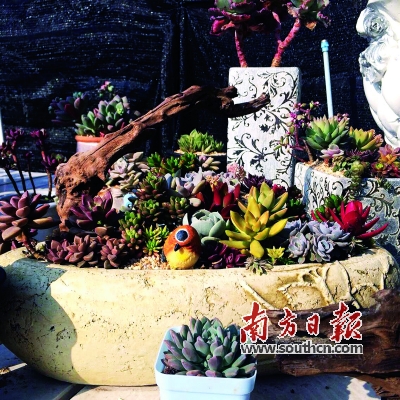 微景觀 多肉植物 園藝師 生態(tài)瓶