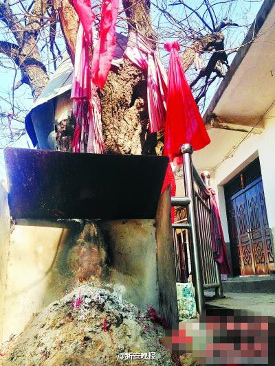 古樹 燒香祭拜 國槐