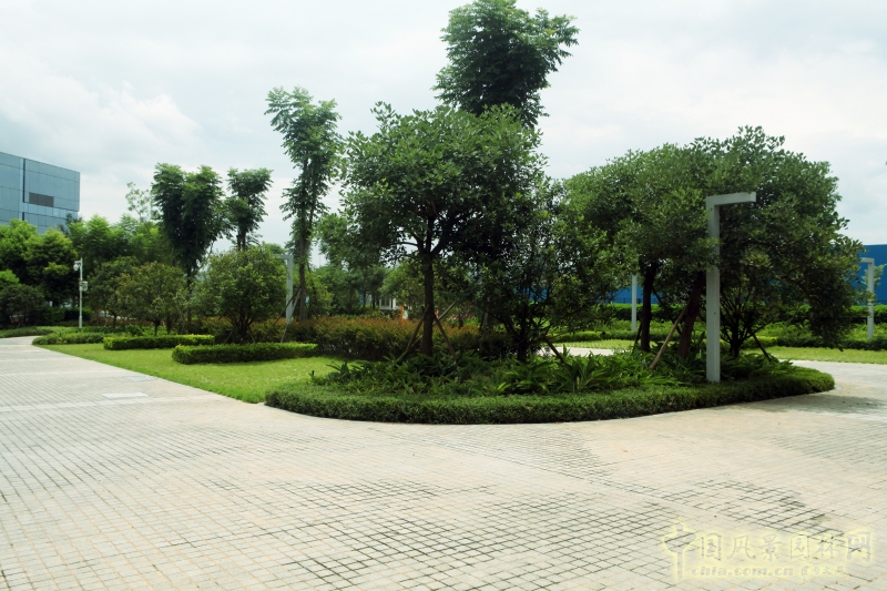 南附樓綠化栽植