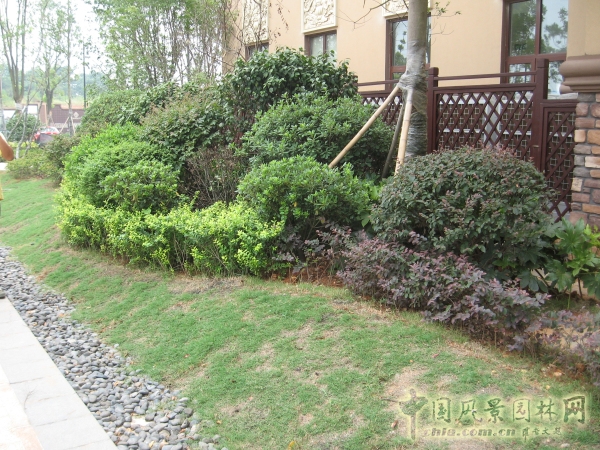 2015住宅景觀獎:洞庭湖國際公館一期別墅景觀綠化