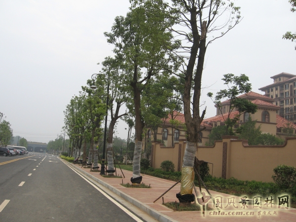 2015住宅景觀獎:洞庭湖國際公館一期別墅景觀綠化