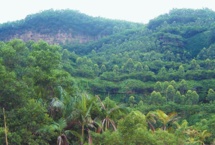 深圳：持續(xù)開展水土保持 邁向城市生態(tài)新階段