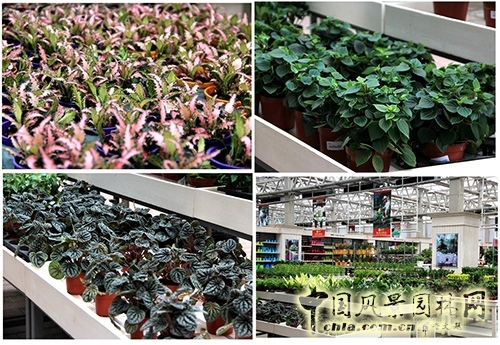 畫境·青山湖花園中心一大波綠植火熱上市