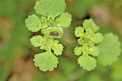 溫州植物庫再添新成員 烏巖嶺發現“日本金腰”