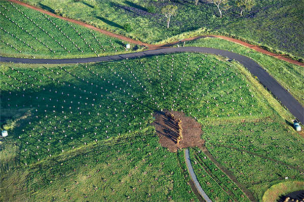 森林100 - 堪培拉國家植物園