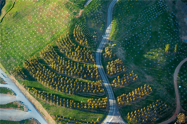 森林100 - 堪培拉國家植物園