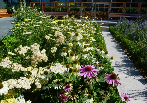 被隱藏的寶地 瑞士藥理花園