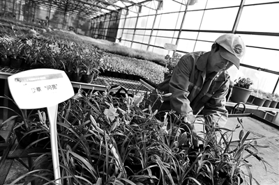 “世園花卉”月底首次亮相北京植物園