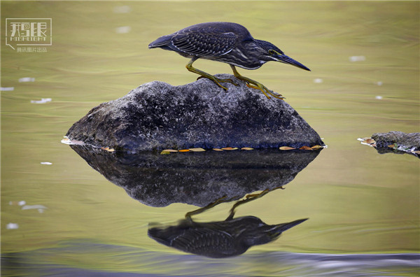 花園城市新加坡:鬧市區分布大片原始雨林