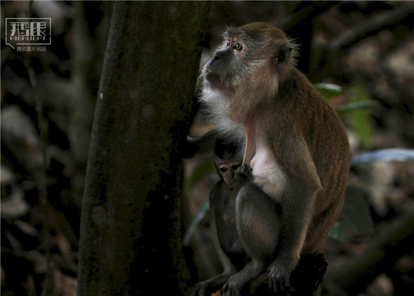 花園城市新加坡:鬧市區分布大片原始雨林