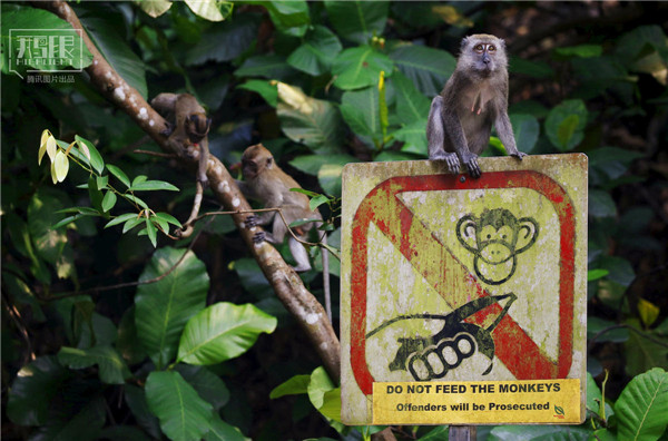花園城市新加坡:鬧市區(qū)分布大片原始雨林