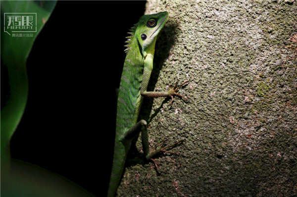 花園城市新加坡:鬧市區(qū)分布大片原始雨林