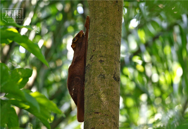 花園城市新加坡：鬧市區(qū)分布大片原始雨林