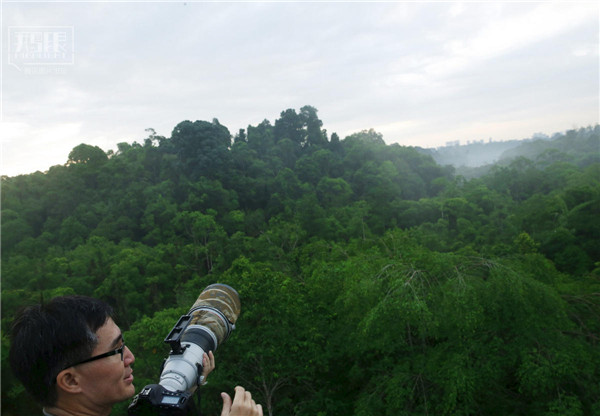 花園城市新加坡：鬧市區(qū)分布大片原始雨林