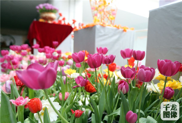 國(guó)泰郁金香首次亮相中國(guó)園林博物館