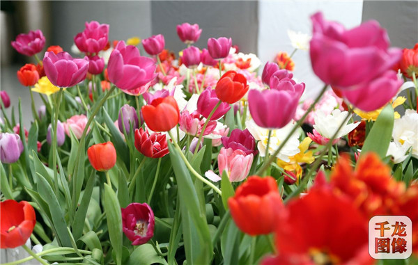 國泰郁金香首次亮相中國園林博物館