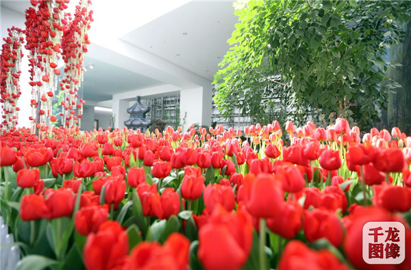 國泰郁金香首次亮相中國園林博物館