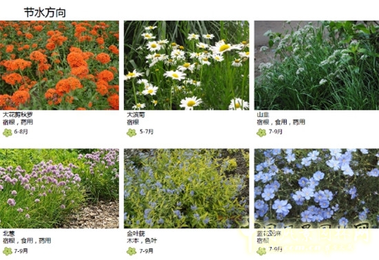 郭建梅：節水園林——蒙草遇上節水的時代