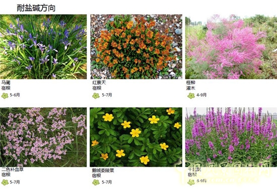 郭建梅：節水園林——蒙草遇上節水的時代